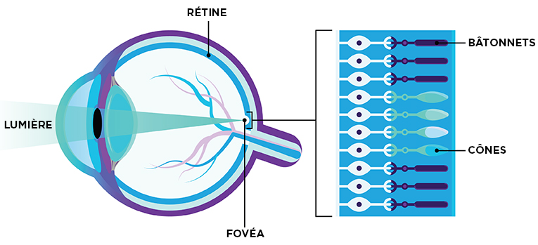 IMAGE : DIAGRAMME DE L’ŒIL AVEC LES BÂTONNETS ET LES CÔNES