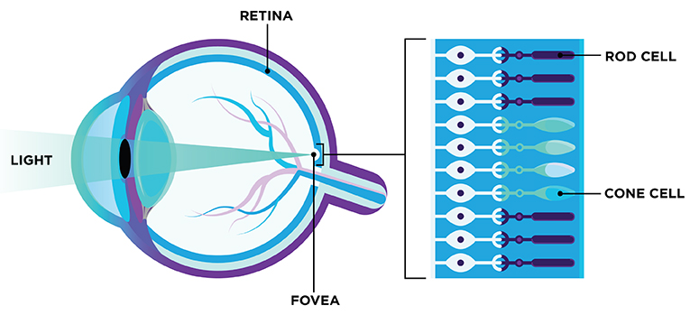 A diagram of the eye, showing light entering the pupil and being focused on the fovea area of the retina, which includes rod and cone cells.